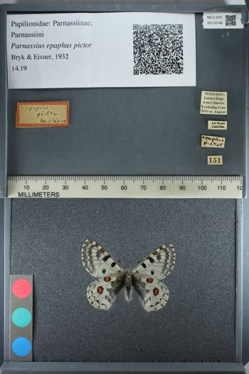 Media type: image;   Entomology 174748